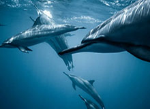 世俱杯买球-伟德Bevictor登录入口:开启全方位博彩体验的新纪元